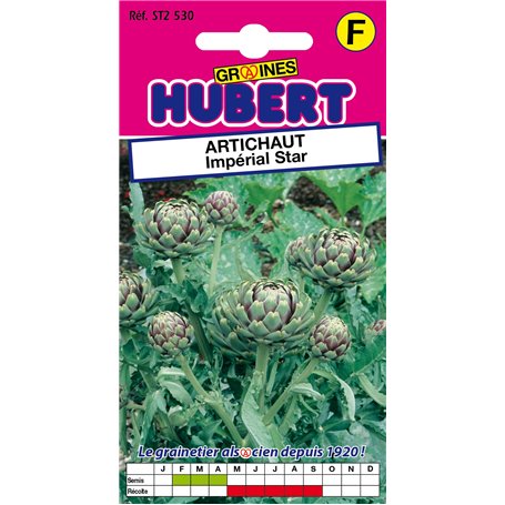 Graines d'Artichaut Imperial Star