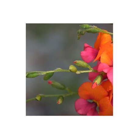 Osram 64690 Haloline Eco Halogen Tube 80W 230V R7s