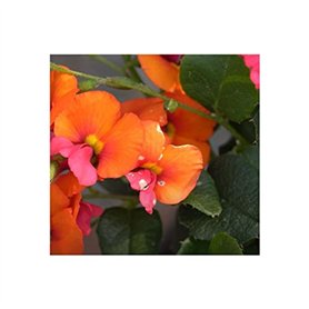 FEBI BILSTEIN Boîtier du thermostat 170795 0