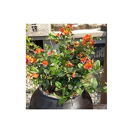 Seeds Plants Shop ID1187 Lot de 10 graines de chorizema diversifolium pour arbustes de jardin