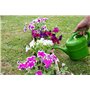 Arrosoir 1 l rouge + 1 aimant de réfrigérateur Arrosoir en plastique pour enfants Grand et petit, jardin et plantes d'intérieur