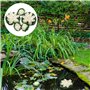 Nénuphars artificiels - Lot de 5 fleurs de lotus artificielles flottantes - Décoration de bassin - Nénuphar - Ornement pour terr