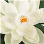 Nénuphars artificiels - Lot de 5 fleurs de lotus artificielles flottantes - Décoration de bassin - Nénuphar - Ornement pour terr