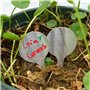 Lot de 50 étiquettes de plantes en acier inoxydable pour jardin