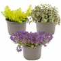 Bloomique - Lot de 3 - Sedum - Orpin - Plantes de jardin - Résistante au gel - Persistante - 10-15 cm de haut - Pot 14 cm