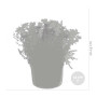 Bloomique - Lot de 6 - Mélange de plantes de rocaille - Plantes de jardin - Résistantes au gel - 15-25 cm de haut - Pot 14 cm