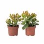 Plant in a Box - Arbre de jade - Lot de 2 - Crassula ovata 'Sunset' - Hauteur 15-20cm - Pot 12cm - Plante d'intérieur - Succulen