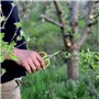 KUIDAMOS Branche D'arbres Fruitiers Coupe Ciseaux Outils De Jardin Raisin Élagage Cisailles sécateur de Raisin d'acier Inoxydabl