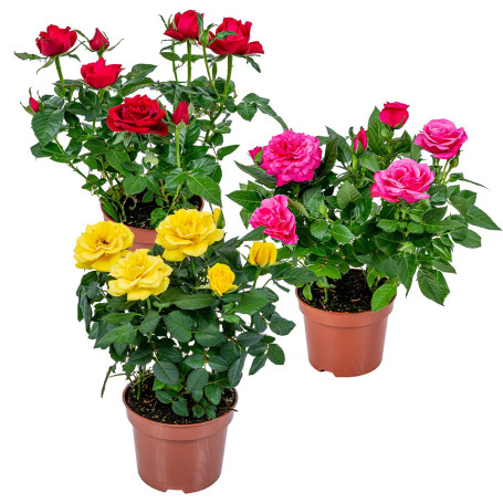 Bloomique - Lot de 3 - Rosiers Nains - Rouge, Jaune, Rose - Plantes d’intérieur & extérieur - Terrasse & Jardin - Rustique - 20-
