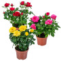 Bloomique - Lot de 3 - Rosiers Nains - Rouge, Jaune, Rose - Plantes d’intérieur & extérieur - Terrasse & Jardin - Rustique - 20-
