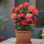 Plant in a Box - Camellia japonica 'Lady Campbell' - Rouge - Set de 2 - Plante vivace - Rose japonaise - Plante de jardin - Pot