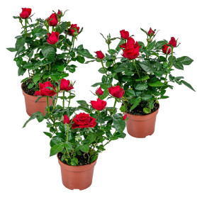 Bloomique - Lot de 3 - Rosier Nain Rouge - Plantes d’intérieur & extérieur - Terrasse & Jardin - Rustique - 20-30 cm de Haut - P Bloomique - Lot de 3 - Rosier Nain Rouge - Plantes d’intérieur & extérieur - Terrasse & Jardin - Rustique - 20-30 cm de Haut - P