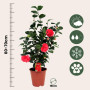 Plant in a Box - Camellia japonica 'Lady Campbell' - Rouge - Plante vivace - Rose japonaise - Plante de jardin - Pot 19cm - Haut