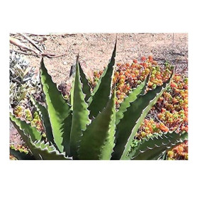Pcs - 10x Agave Gentryi Résistente au Froid Rapidement de Plus en Plus Plantes - Graines B1881 - Seeds & Plants Shop by Ipsa Pcs - 10x Agave Gentryi Résistente au Froid Rapidement de Plus en Plus Plantes - Graines B1881 - Seeds & Plants Shop by Ipsa