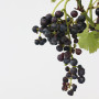 Plant in a Box - Vitis vinifera 'Nero' - Plant de raisin - ⌀21cm - Hauteur 60-75cm