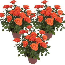 3x Pot Rose Orange – Rosa - Patio & Plante d'intérieur – ⌀12cm – 20-30cm 3x Pot Rose Orange – Rosa - Patio & Plante d'intérieur – ⌀12cm – 20-30cm