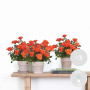 3x Pot Rose Orange – Rosa - Patio & Plante d'intérieur – ⌀12cm – 20-30cm