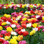 Mélange de Bulbes de Tulipes de Printemps - 50 Bulbes - Tulipes Exclusives des Pays-Bas - 15 Variétés - Rustiques et Vivaces - T