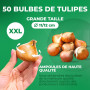 Mélange de Bulbes de Tulipes de Printemps - 50 Bulbes - Tulipes Exclusives des Pays-Bas - 15 Variétés - Rustiques et Vivaces - T
