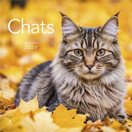 Calendrier 2026 - Chats