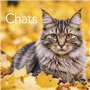 Calendrier 2026 - Chats