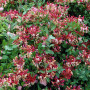 GardenersDream Lonicera Belgica Select - Chèvrefeuille Parfumé Résistant au Froid - Plante Grimpante Rose Résistante au Froid -