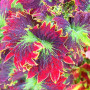 Oce180anYLVUK Graines De Coleus, 200 Pcs/Sac Graines De Coleus Vivaces Productives Solenostemon Scutellarioides Graines De Coule