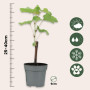 Plant in a Box - Plants de raisin - Set de 3 - Vitis Vinifera - Raisin Rouge - Vigne 'pinot gris' - Pot 9cm - Hauteur 25-40cm