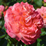 Plante des Rose roses (1 plante parfumée), grandes vivaces rustiques, plantes de Hollande pour le jardin et le pot (pas de grain