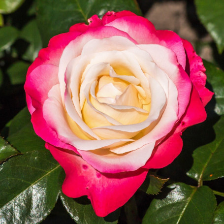 Plante des Rose Rouge et blanc (1 plante parfumée), grandes vivaces rustiques, plantes de Hollande pour le jardin et le pot (pas
