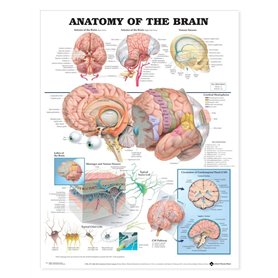 Anatomy of the Brain Anatomical Chart Anatomy of the Brain Anatomical Chart