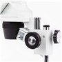 AmScope 20 x 40 x 80 x Home School de Dissection pour étudiants Microscope binoculaire stéréo avec Transmission Incident Double 