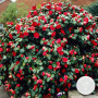 Camellia japonica 'Black Lace' - Rosier du Japon - Buisson - Persistant - ⌀15 cm - 30-35 cm