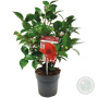 Camellia japonica 'Black Lace' - Rosier du Japon - Buisson - Persistant - ⌀15 cm - 30-35 cm
