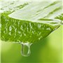 Lotion Après-Soin Mylee 500 ml - Hydratant et Adoucisseur Post-épilatoire pour la Peau Enrichi à l’Aloe