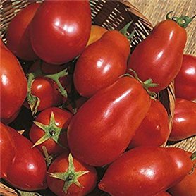 Shop Meeko Tomate - San Marzano - 75 graines Shop Meeko Tomate - San Marzano - 75 graines