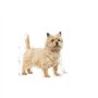 Royal Canin - Alimentation Humide pour Les Chiens Adultes Royal Canin Poids léger Poids 12 x 85 g