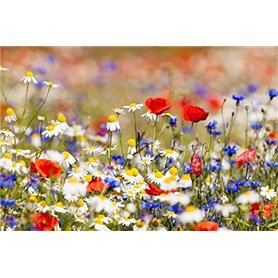 Cioler Seed House - Graines de fleurs sauvages rares Mélange de fleurs Mélange amical pour les abeilles et les abeilles (Typ 1) Cioler Seed House - Graines de fleurs sauvages rares Mélange de fleurs Mélange amical pour les abeilles et les abeilles (Typ 1)