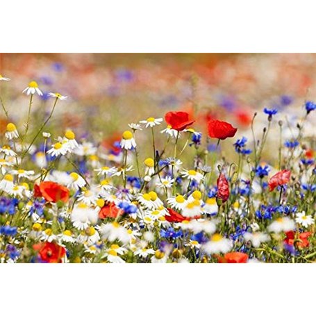 Cioler Seed House - Graines de fleurs sauvages rares Mélange de fleurs Mélange amical pour les abeilles et les abeilles (Typ 1)