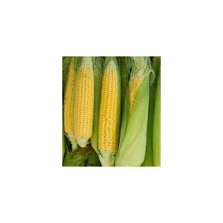 Risala Sweetcorn Golden Bantam Lot de 50 graines de maïs