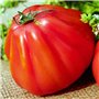 Tomate Cœur de bœuf "Cuor di bue", Graines certifiées biologiques prêt à Pousser Minigarden, 100% Naturelles sans Propagateurs C