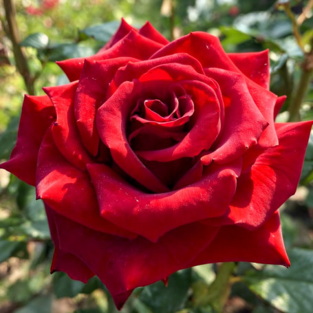 Rose Noir Magic - Lot de 2 plantes à racines nues - Deep Rouge - Noir Blüten, rustique, vivace pour Dramatic massifs