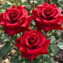Rose Noir Magic - Lot de 2 plantes à racines nues - Deep Rouge - Noir Blüten, rustique, vivace pour Dramatic massifs