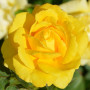 Plante des Rose Jaune (1 plante parfumée), grandes vivaces rustiques, plantes de Hollande pour le jardin et le pot (pas de grain