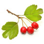 Aubépine BIO - 15mL - (Crataegus Laevigata) – Macérat concentré de bourgeons frais