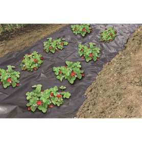 Film de paillage spécial fraises - 1,40x10m Film de paillage spécial fraises - 1,40x10m 31,08 €