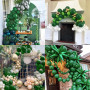 Teselife Ballons Vert Foncé, 50Pièces 12Pouces Vert Sombre Latex Ballon Arche Guirlande Femme Homme Anniversaire Mariage Proposi