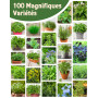 ZenGreens® - Kit de graines de herbes aromatiques & légumes bio - 100 variétés pour une culture facile dans le jardin, sur le ba