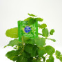 Premium Skins Préservatifs aromatisés à la menthe Big Box- Préservatifs ultra fins aromatisés pour la bouche et les rapports sex