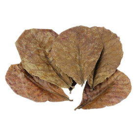 POFET Catappa Lot de 10 feuilles d'amande indiennes de ketapang, de crevettes, de poissons, de soins d'aquarium, pH inférieur po